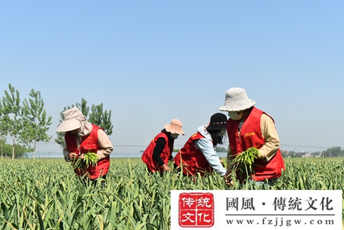 郯城县杨集镇组织开展“邻里‘益’起来爱心助农”主题志愿服务活